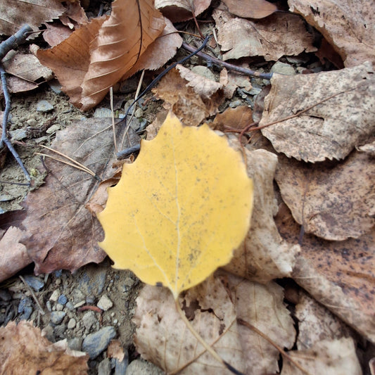 2024-10-02 Les feuilles qui annoncent l'automne (Vue 2.3)