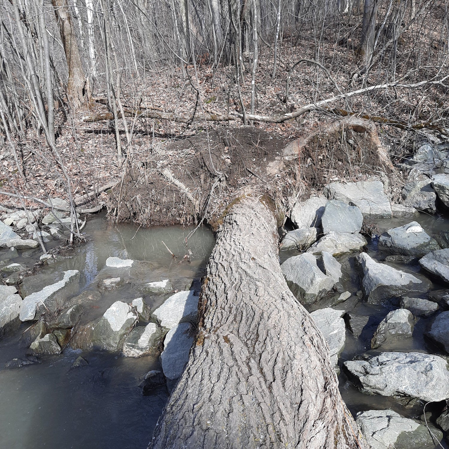Le Printemps (Vue Grenouille)