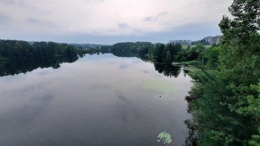 Nénuphars Sur Rivière Magog De Sherbrooke 26 Juillet 2021 (Vue Sure) 5H34