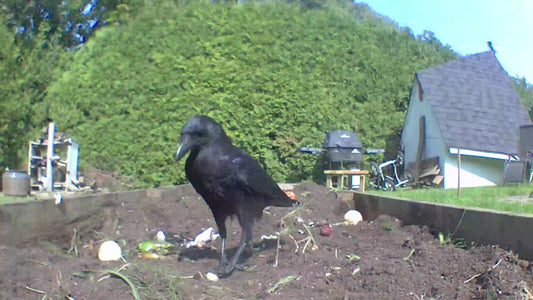 Crow